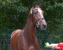 Springpferd Kansas (KWPN (Niederländisches Warmblut), 2015, von Quasimodo vd Molendreef)