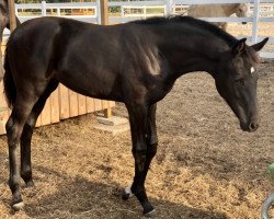 broodmare Finesse (Hanoverian, 2019, from Finest)