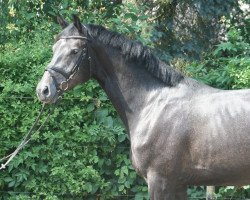 broodmare Vichy PJ (Hanoverian, 2015, from Viscount 22)