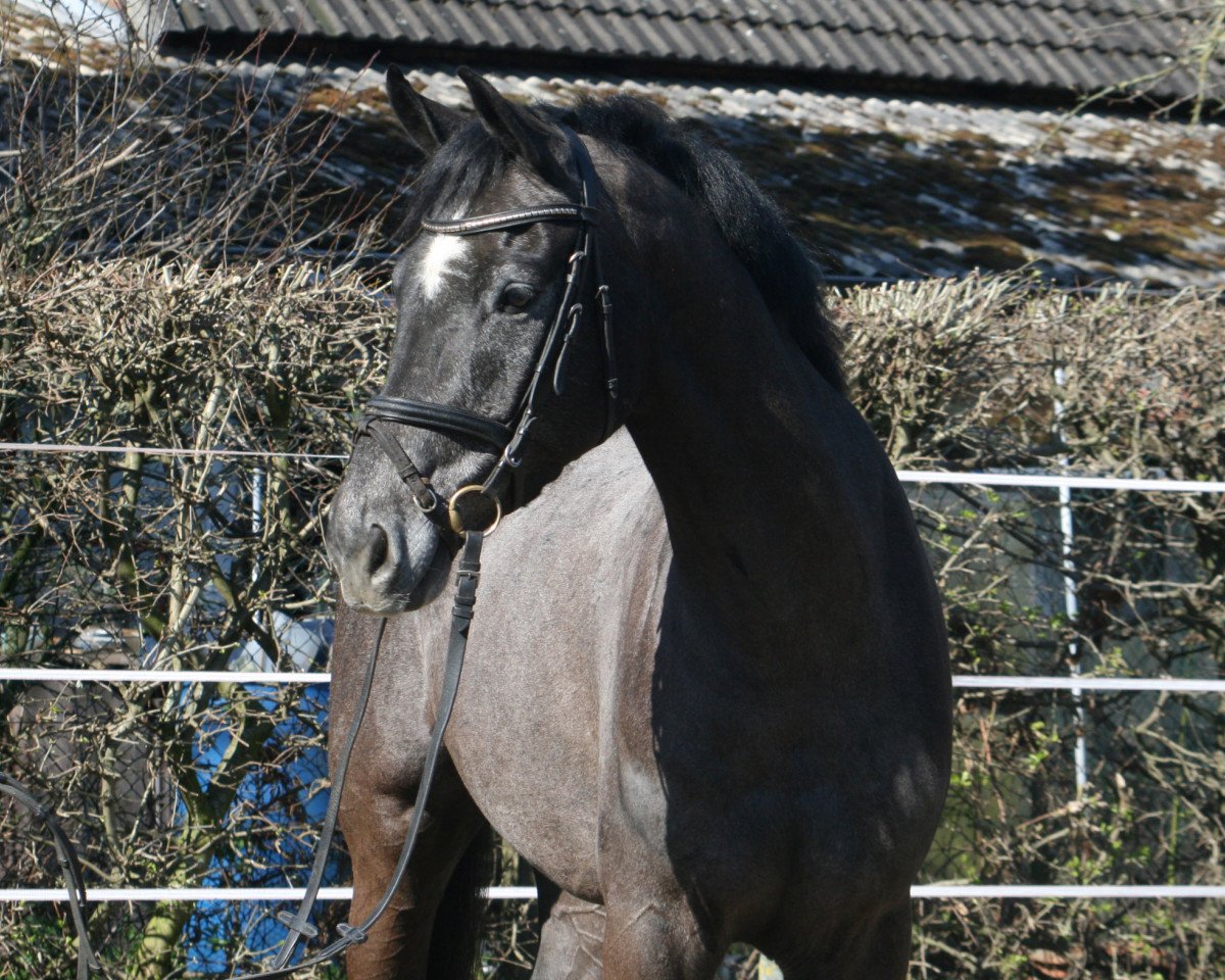 jumper Babalu PJ (Hanoverian, 2016, from Chaman)