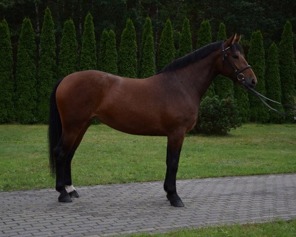 horse Sara (Polish Warmblood, 2017)