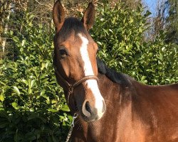 jumper SHS Chap's Le Sauvage (Austrian Warmblood, 2015, from Chap II)