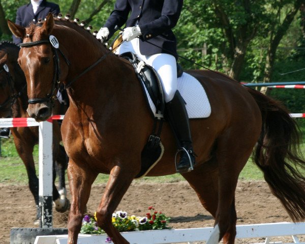 dressage horse Festina Gold (Rhinelander, 2001, from Fidermark)