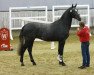 jumper Cornet's Special (German Sport Horse, 2015, from Cornet Obolensky)