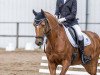 dressage horse Holsteins Damast (German Riding Pony, 2004, from Fs Disagio)