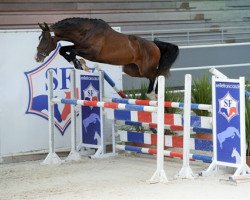 stallion Dauntless de Jauzif (Selle Français, 2013, from Taloubet Z)