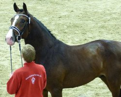 jumper Angelo 454 (Holsteiner, 2015, from Acodetto I)