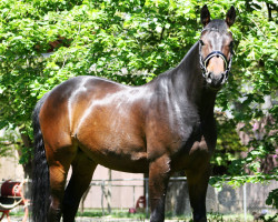 dressage horse Qasimi Quo Vadis (Holsteiner, 2014, from Quality 9)