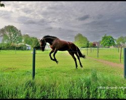 jumper Edgar 54 (Rhinelander, 2014, from Etoulon VDL)