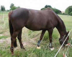 broodmare Riolynn de Jauzif (Selle Français, 2005, from Alligator Fontaine)