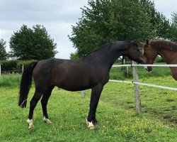 broodmare Cenzina de Jauzif (Selle Français, 2012, from Clinton I)