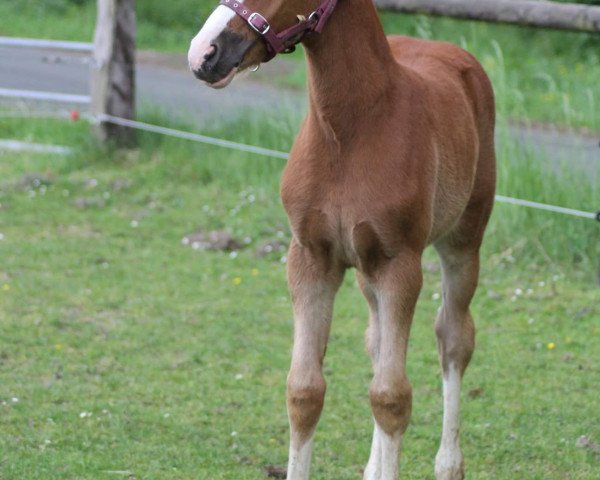 dressage horse Alice (German Riding Pony, 2020, from A Gorgeous)