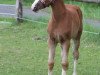 dressage horse Alice (German Riding Pony, 2020, from A Gorgeous)