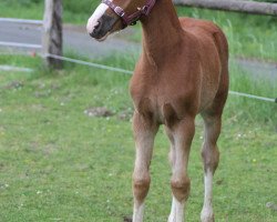 Dressurpferd Alice (Deutsches Reitpony, 2020, von A Gorgeous)