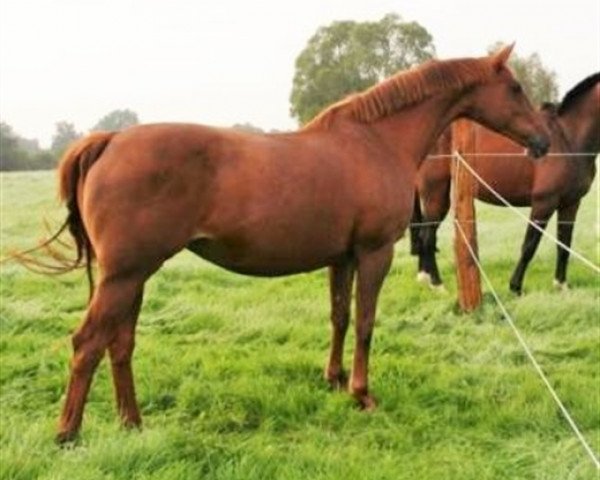 broodmare Idylle de Monlioux (Selle Français, 1996, from Pacha des Sevres)