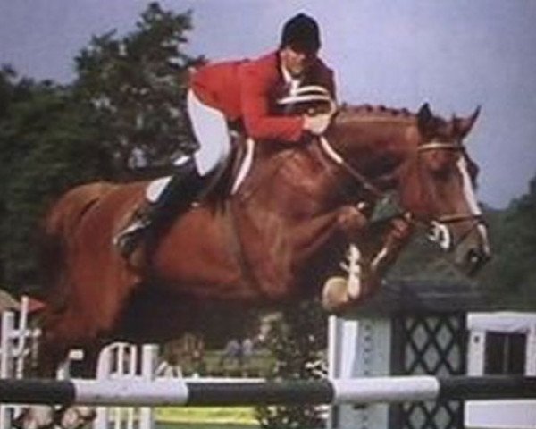 stallion Pacha des Sevres (Selle Français, 1981, from Uriel)