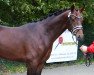 stallion Sir Sinclair (KWPN (Royal Dutch Sporthorse), 1999, from Lord Sinclair I)