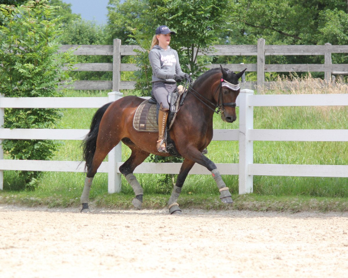 Dressurpferd Sunny (Bayer, 2012, von Quadroneur)