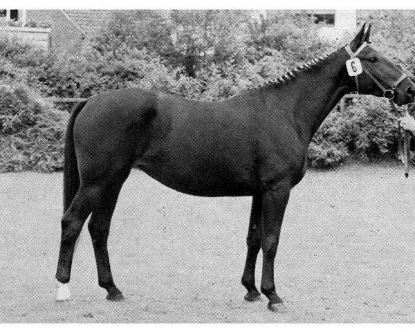 Zuchtstute Finette (Westfale, 1963, von Firn)