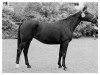 broodmare Finette (Westphalian, 1963, from Firn)