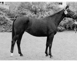 broodmare Finette (Westphalian, 1963, from Firn)