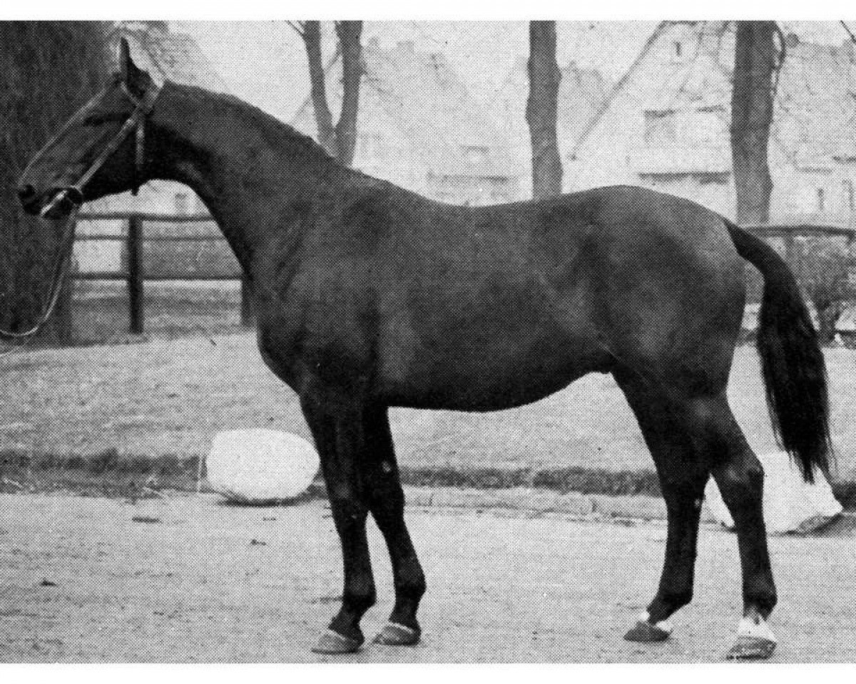 Deckhengst Flex (Westfale, 1961, von Firn)