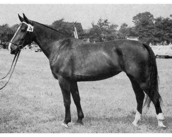 broodmare Falka (Westphalian, 1957, from Falk III)