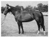 broodmare Falka (Westphalian, 1957, from Falk III)