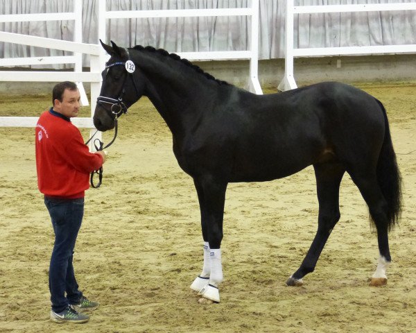 dressage horse Daigny (Westphalian, 2015, from Danciano)