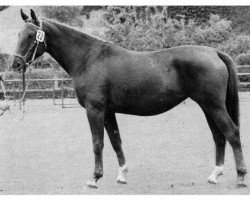 broodmare Wiener Charme (Westphalian, 1963, from Wiegand)