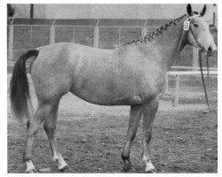 broodmare Radetta (Westf) (Westphalian, 1963, from Radetzky)