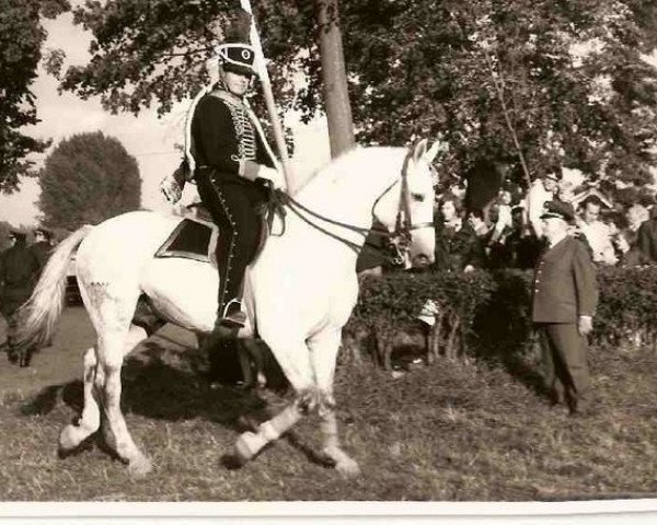 stallion Minnerat (Brandenburg, 1964, from Minnesänger)