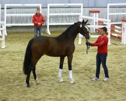 dressage horse Brouwers (Westphalian, 2015, from Baccardi)