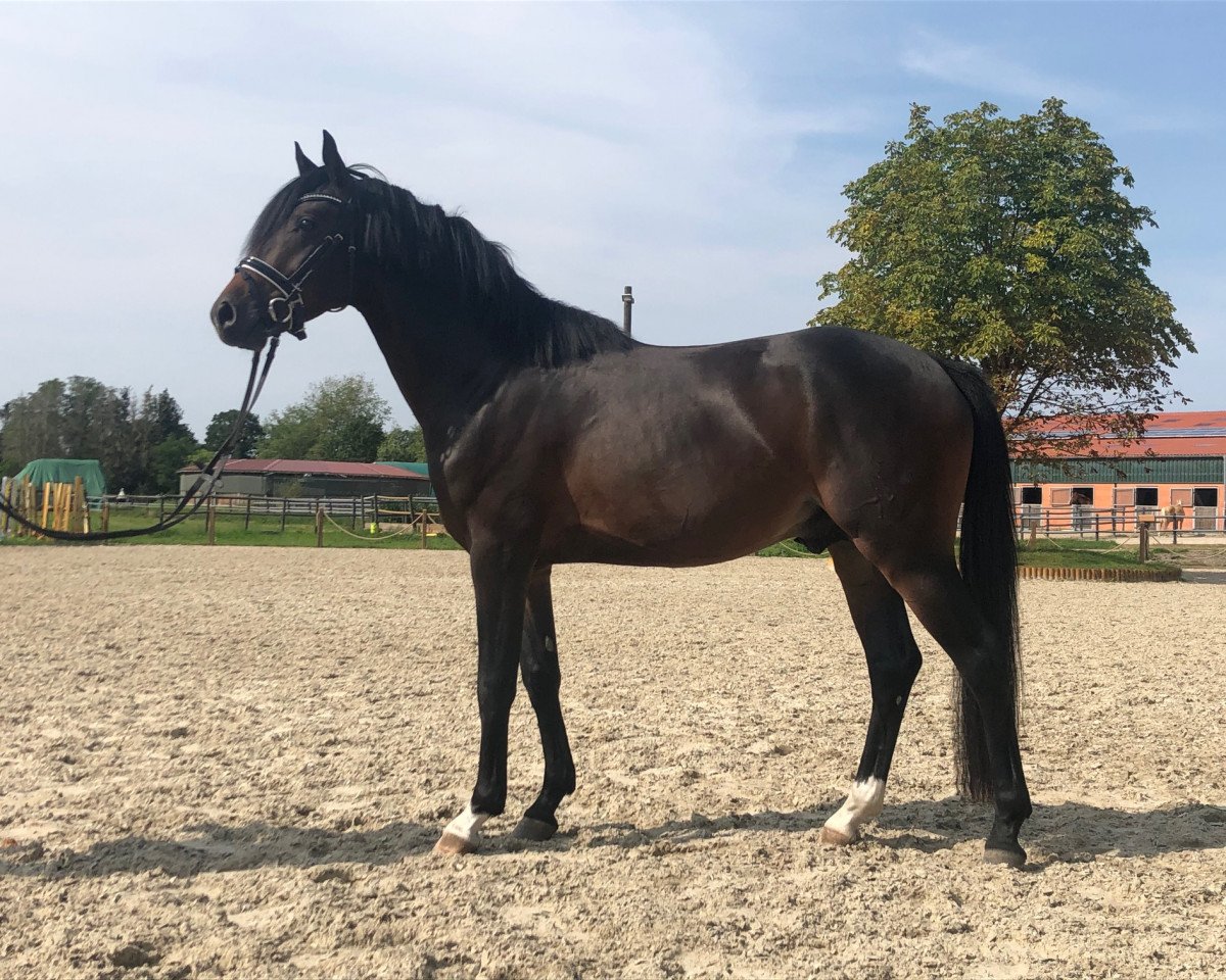 Deckhengst Quadrofino (Deutsches Reitpony, 2017, von Quadroneur)