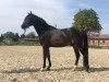 stallion Quadrofino (German Riding Pony, 2017, from Quadroneur)