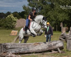 Springpferd Checkpoint Charlene (Holsteiner, 2008, von Calido I)