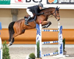 jumper Rio (Holsteiner, 2013, from Riscal la Silla)