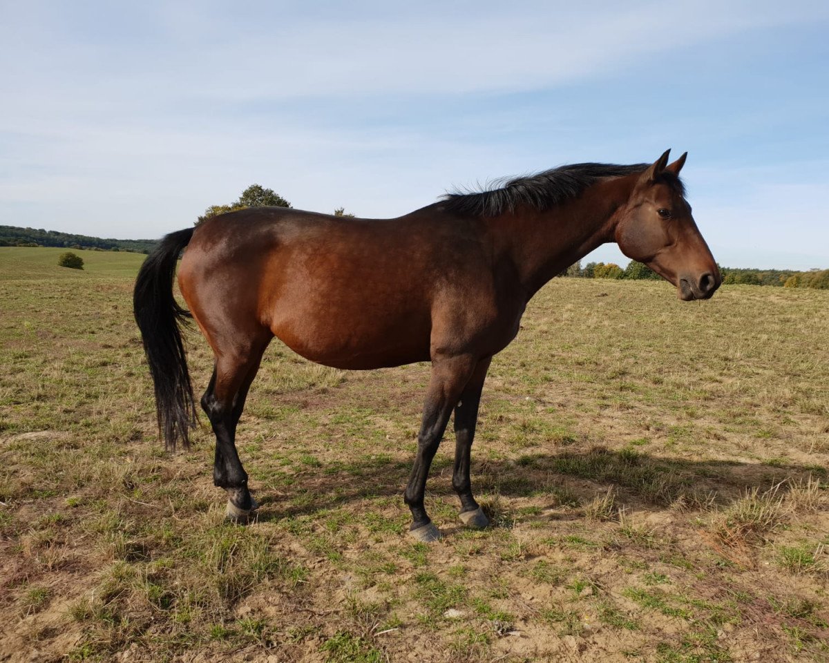broodmare Beluna (Holsteiner, 2009, from Quidam de Revel)