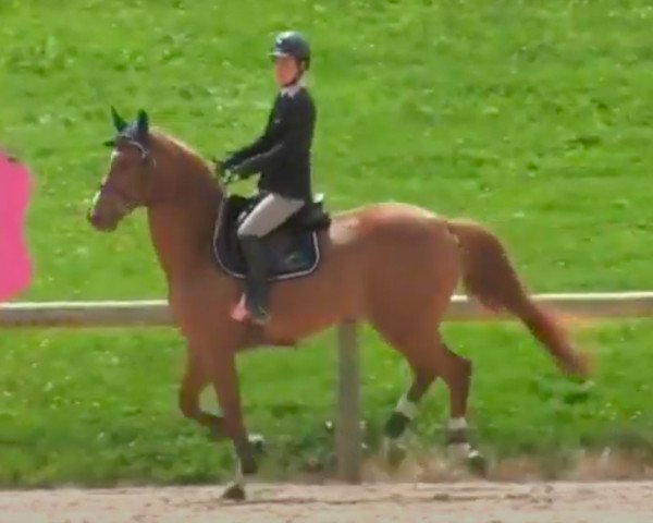 Springpferd Carpediem Guibail Z (Zangersheide Reitpferd, 2009, von Cap Kennedy)