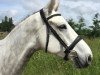 Springpferd Cap Libellule (Selle Français, 2012, von Cap Kennedy)