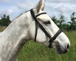 Springpferd Cap Libellule (Selle Français, 2012, von Cap Kennedy)