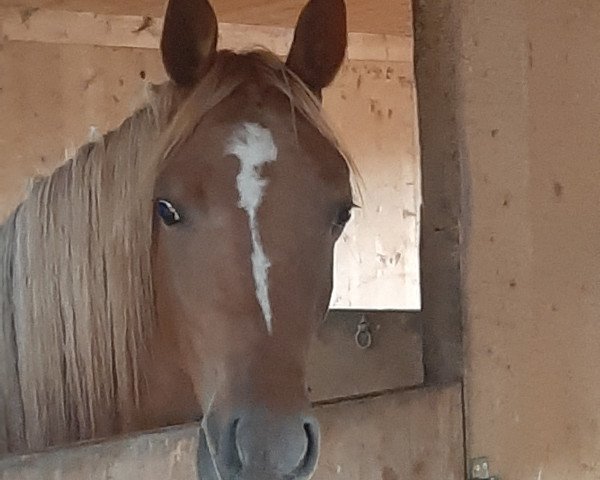 Pferd Farasha ox (Vollblutaraber, 2019, von Ashaan al Amryan)