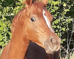 horse Al Ahmar ox (Arabian thoroughbred, 2020, from Ashaan al Amryan)