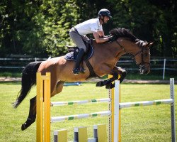 broodmare Dallas Vegas Batilly (Selle Français, 2013, from Cap Kennedy)