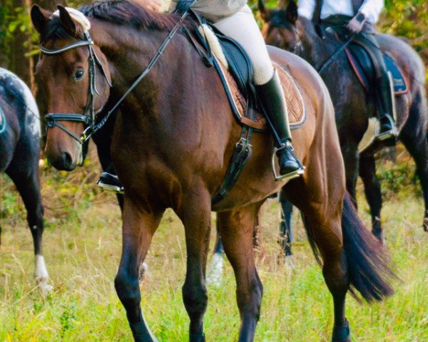 Springpferd Carlsson (Deutsches Reitpferd, 2013, von Casskeni II)