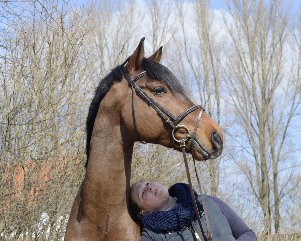 jumper Calippo 33 (Westphalian, 2005, from Canturo)