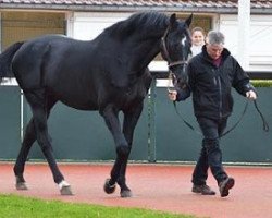 stallion Network xx (Thoroughbred, 1997, from Monsun xx)