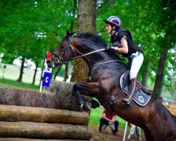 stallion Cher Epoux (Selle Français, 2012, from Network xx)