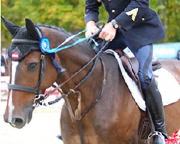 Springpferd Dandy de la Cour (Selle Français, 2013, von Levistan)