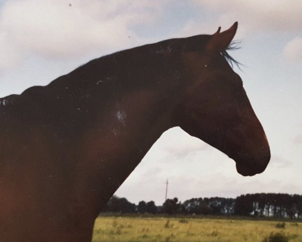 horse Asket (Hanoverian, 1979, from Argentan I)